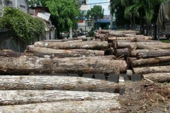 Ảnh minh họa. (Ảnh: Thanh Tân/TTXVN)