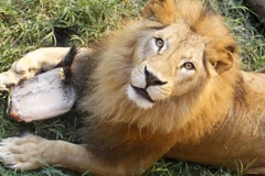 Ảnh minh họa. (Nguồn: Reuters)