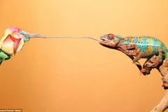 Tắc kè hoa dùng lưỡi để quấn lấy con mồi. (Nguồn: Solent News)