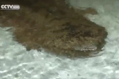 Con kỳ giông lớn ở Trùng Khánh. (Nguồn: CCTV)