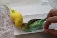 Cảnh tượng cảm động giữa hai con chim yến phụng. (Nguồn: YouTube)