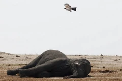 Xác của một chú voi đáng thương. (Nguồn: Reuters)