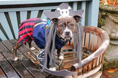 Cướp biển là trang phục được nhiều người chủ lựa chọn. (Nguồn: Demotix)