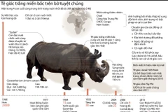 [Infographics] Tê giác trắng miền Bắc đang có nguy cơ tuyệt chủng