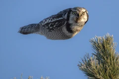 Chú chim cú tập trung săn mồi. (Nguồn: Daily Mail)