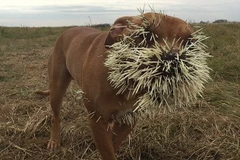 Mahalo bị những chiếc lông nhím đâm. (Nguồn: Daily Mail)