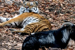 Chú hổ Amur rất quan tâm tới Timur. (Nguồn: Sputnik)