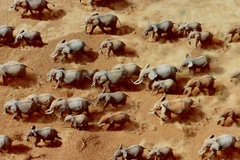 Số lượng voi châu Phi đang ngày càng giảm mạnh. (Nguôn: Getty)