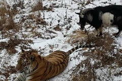 Chú hổ sợ hãi khi đối mặt với con dê. (Nguồn: nbcnews.com)