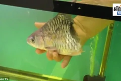 Con cá bơi lội tung tăng trong bể. (Nguồn: Matichon TV)