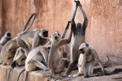 Ảnh minh họa. (Nguồn: Getty)