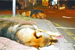 Ánh mắt cầu cứu của chú chó đáng thương. (Nguồn: CCTV)