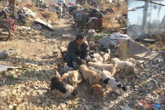 Ông Ma Yusheng sống cùng các chú chó trong một túp lều tồi tàn ở bãi phế liệu. (Nguồn: CCTV)