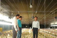 Khách hàng vay vốn tại Kienlongbank phát triển chăn nuôi. (Nguồn: kienlongbank)