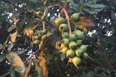 Chỉ khuyến khích trồng mắcca xen lẫn cây đang sinh trưởng tốt 