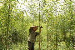 Ảnh minh họa. (Nguồn: TTXVN)