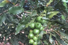 Dành 22.000 tỷ đồng đưa mắcca trở thành cây "chủ lực" ở Tây Nguyên