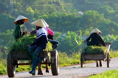 Hình chỉ mang tính minh họa. (Nguồn: TTXVN)