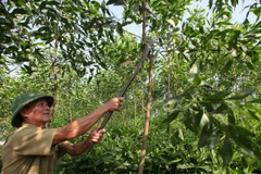 Ảnh minh họa. (Nguồn: TTXVN)