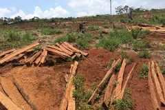 Rừng bị phá trên quy mô lớn, trong thời gian dài tại xã Quảng Sơn. (Ảnh: Hưng Thịnh/TTXVN)