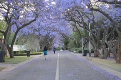 [Photo] Pretoria khoác lên mình "tấm áo" rực rỡ mùa "tuyết tím"