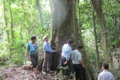 Công nhận Cây sấu cổ thụ tại rừng Trần Hưng Đạo là di sản Việt Nam