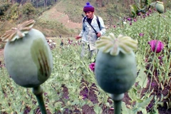 [Infographics] Tình trạng trồng thuốc phiện tại "tam giác Vàng"