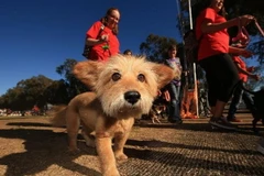 Triển khai đội cảnh sát chống chó đi "bậy" ở Tây Ban Nha