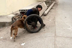 Chú chó trung thành giúp ông chủ bị liệt hai chân vượt khó khăn