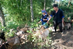 Chuyện về “hợp tác xã” nuôi dê của người H'Mông trên đỉnh núi