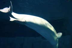 Cận cảnh cá voi trắng đầu tiên được sinh ra trong thủy cung