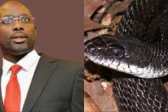 Tổng thống Liberia George Weah và loài rắn khổng lồ có nọc độc. (Nguồn: dockaysworld.com.ng)