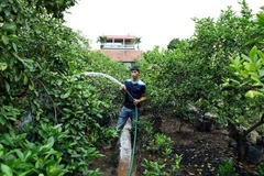 Giá chanh trái vụ tăng cao kỷ lục. Ảnh minh họa. (Ảnh: Phạm Kiên/TTXVN)