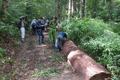 Khởi tố vụ án cưa trộm cây thông quý hiếm tại Lâm Đồng