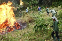 Diễn tập phòng chống cháy rừng. (Ảnh: Văn Tý/TTXVN)