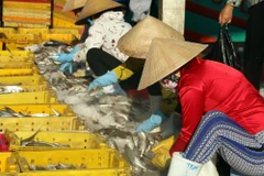 Công nhân phân loại cá ở cảng cá Tắc Cậu, Châu Thành. (Ảnh: Lê Sen/TTXVN)