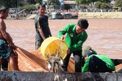 Ảnh minh họa. (Nguồn: Vương Thoại Trung/TTXVN)