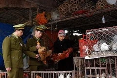 Siết chặt quản lý và công tác phòng bệnh cho gia cầm (Ảnh: Quang Sơn/TTXVN)