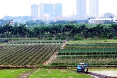 Dồn điền đổi thửa gắn với chuyển đổi cơ cấu cây trồng, mang lại hiệu quả kinh tế cao. (Ảnh minh họa: Đình Huệ/TTXVN)