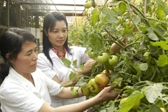 Kiểm tra chất lượng an toàn của trái cây. (Ảnh: Minh Đông/TTXVN)