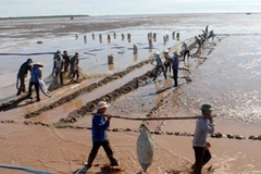 Thu hoạch ngao thương phẩm tại Giao Thủy (Nam Định). (Ảnh: Quang Quyết/TTXVN)