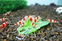 Một bể tép thủy sinh (Ảnh: Phương Mai/Vietnam+)