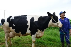 Hoa hậu bò sữa năm 2011 của gia đình anh Đinh Văn Chỉnh Mộc châu-Sơn La (Ảnh: vnexpress.net)