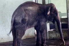 Ảnh minh họa (Nguồn: Internet)