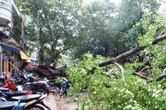 Hiện trường vụ cây đổ (Ảnh: Sơn Bách/Vietnam+)