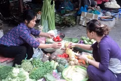 Nguồn cung dồi dào, giá rau xanh giảm mạnh. (Ảnh: Thanh Tâm/Vietnam+)