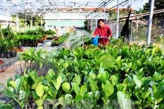 Ảnh minh họa (Nguồn: TTXVN)