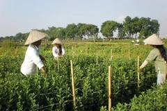 Giáp Tết, làng hoa Tây Tựu hút lao động thời vụ (Ảnh: Phương Mai/Vietnam+)