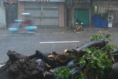 Đến trưa 8/8, chỉ còn lại các khúc thân cây xà cừ đã được cưa gọn (Ảnh: PV/Vietnam+)