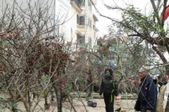 Rừng đào xuân miền cao làm thêm sắc xuân cho Hà Nội (Ảnh: Xuân Dũng/Vietnam+)